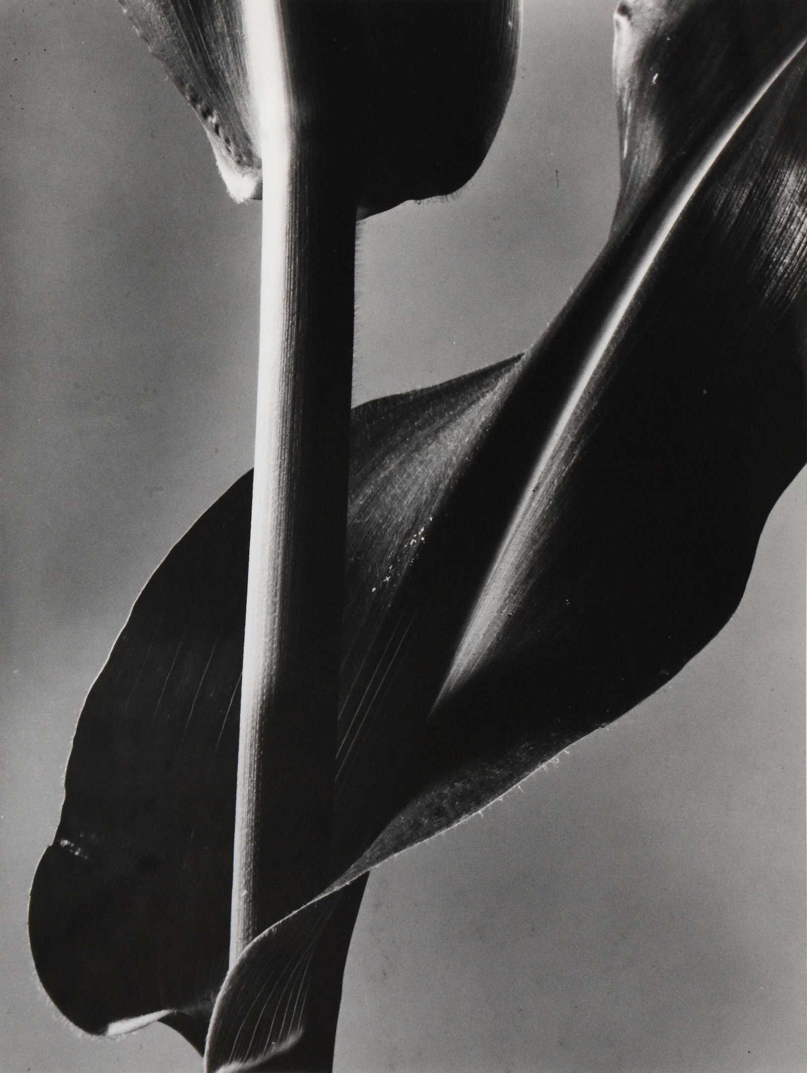 Barbara Morgan (1900-1992): Corn Stalk, 1945/Printed Later: Barbara Morgan (1900-1992) Corn Stalk, 1945/Printed Later Bromide photograph Inscribed and dated on recto Image: 18.25 x 14.25 in; Framed: 25.625 x 21.125 in