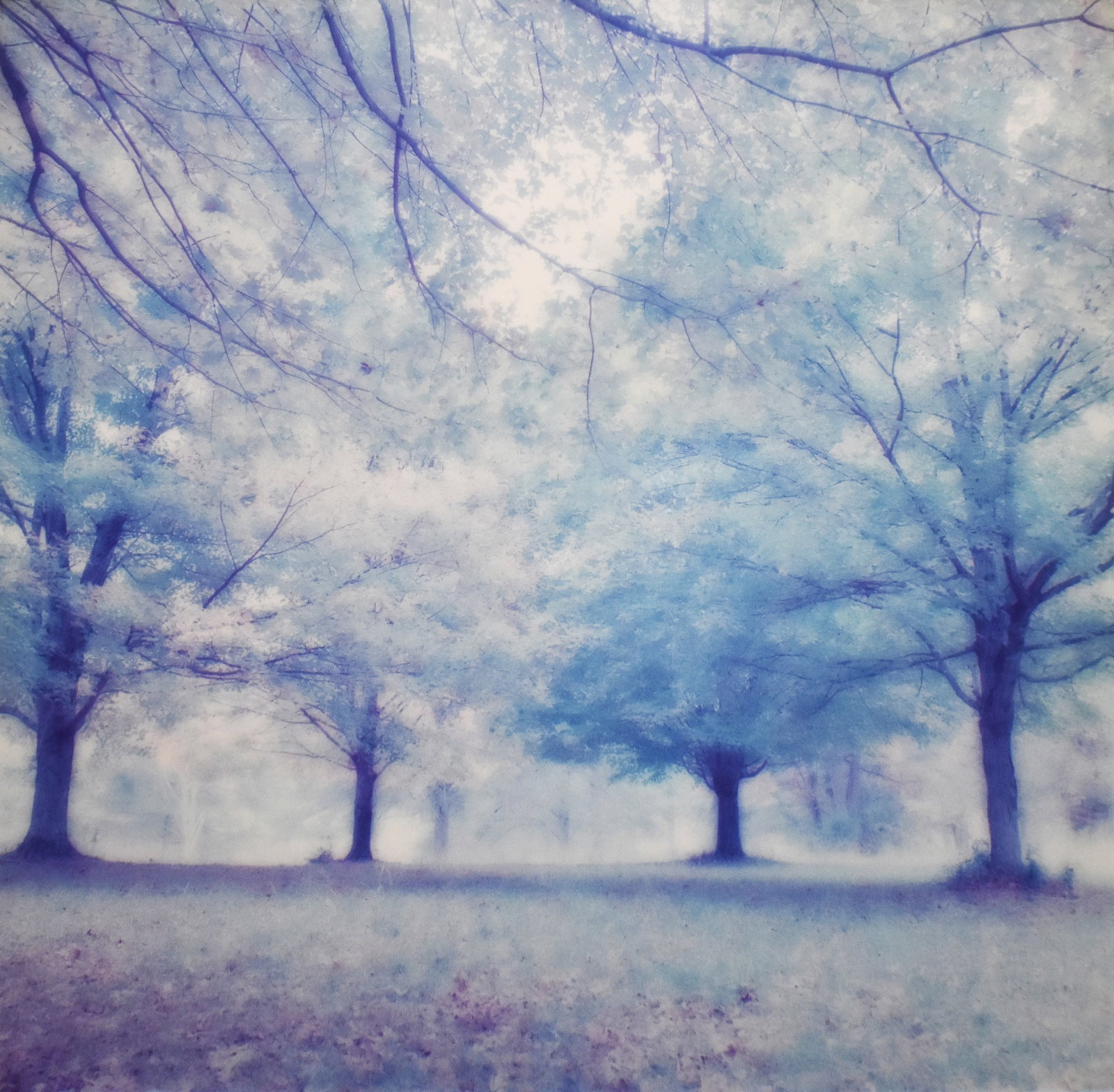 Lynn Geesaman (1938-2020): Bernheim Arboretum, KY, 1994: Lynn Geesaman (1938-2020) Bernheim Arboretum, KY, 1994 Fuji Crystal Archive Print Signed, titled, and dated on verso From the numbered edition of 15 Provenance: Stephen Cohen Gallery, Los Angeles, CA 
