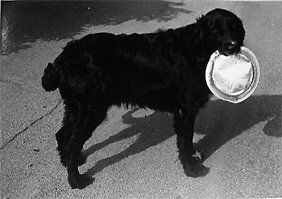 Lee Friedlander Untitled (Dog): Lee Friedlander Untitled (Dog) 1969Vintage gelatin silver print on heavy paper mountSigned in pencil recto, the number "16" in pencil on verso of mountPrinted by Lee Friedlander in February and March,