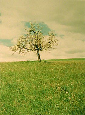 Jitka Hanzlova Untitled (Pear Tree): Jitka Hanzlova Untitled (Pear Tree) 1991Cibachrome printEdition 5/8Each signed, dated, and editioned in pencil on versoImage: 12 x 16 inches each