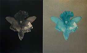 Robert Mapplethorpe Double Orchid: 1986 Two photogravures printed on one sheet, one in black and white and one in color, the color gravure inset into a silver glitter ground Edition 40/60 Signed, dated and editioned by the photographer