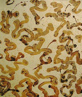 Ed Moses Wigg #2: Ed Moses Wigg #2 1992 Acrylic and shellac on washiAnnotated E92 in pencil on recto, LA Louver tag on versoImage: 30 1/16 x 22 1/16 inchesFramed: 34 3/8 x 26 3/8 inches