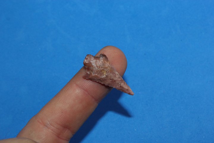 Columbia River Bird Point (1 of 5)