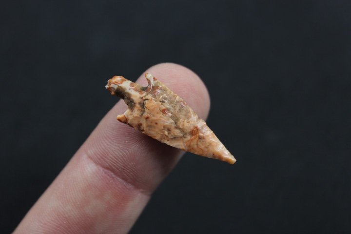 Neolithic Bird Point -  Saharan Africa (1 of 3)