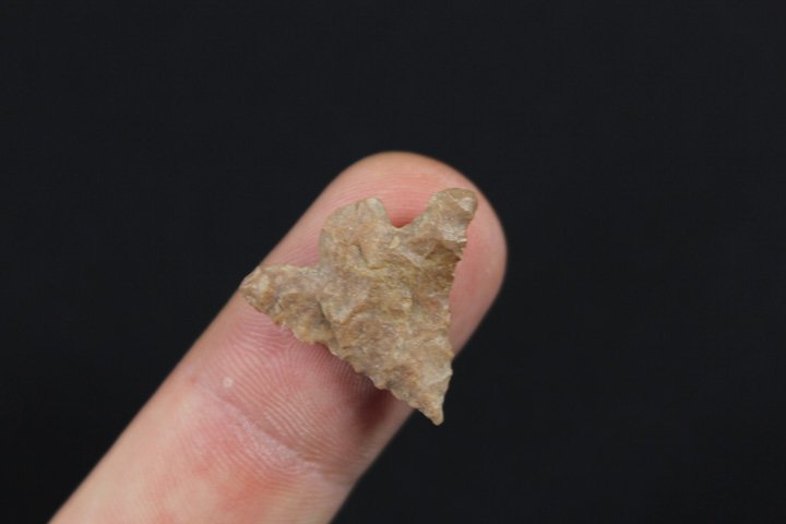 Columbia River Bird Point (1 of 4)