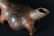 Colima Pottery Dog, Mexico, c. 100 B.C. - 250 A.D - 9