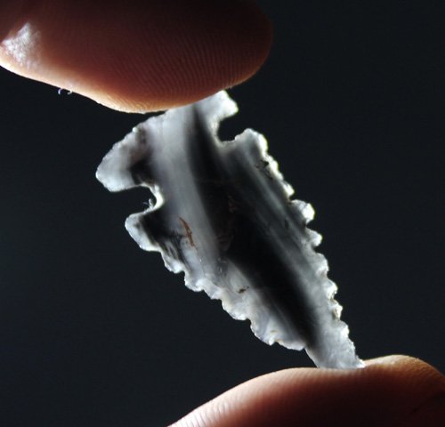 Bird Point - Oregon (1 of 4)