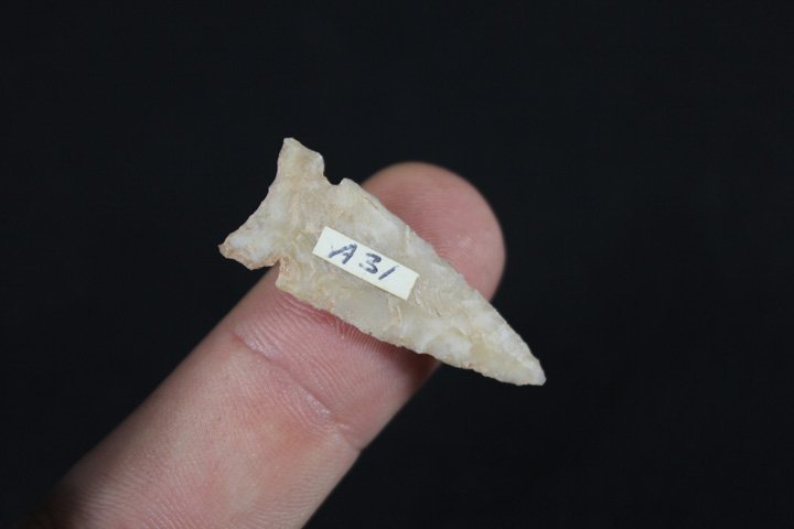 South West Bird Point (1 of 4)