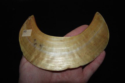 Hawiian Shell Gorget: Hawiian Shell Gorget - Measures 6.74" across x about 4.85 " wide at the widest part. Drilled on each end for suspension.