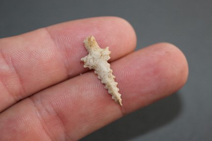 Rare type bird point (1 of 2)