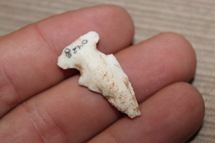 Side Notch Point: Side Notch Point ex Philips museum Louisiana Mo. 1.17" long. All items will come with documentation of authenticity and transfer of ownership. All buyers pay actual shipping cost. All Artifacts are un