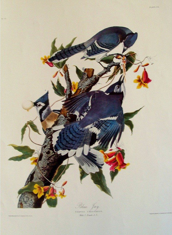 AFTER JOHN JAMES AUDUBON Carolina Parrot 27" X 38.75": Printed as part of the Double Elephant Folio in 1970 in Dusseldorf Germany, AFTER JOHN JAMES AUDUBON BY ROBERT HAVELL Blue Jay (Plate CII) Corvus cristatus dimensions 26.5" X 38.25" There are fewer th