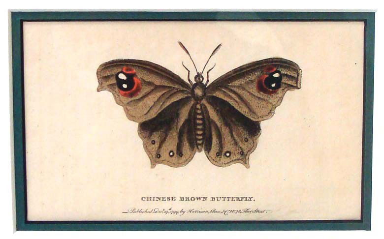 Antique Butterfly Moth Color Etching Dated 1799 Framed: The Broad Bordered Yellow Under-wing Moth, Hand colored etching made Dec 5th 1799 in London. Framed and Matted. Framed Dimensions 13" by 11", image 5" by 3.5" K8W9