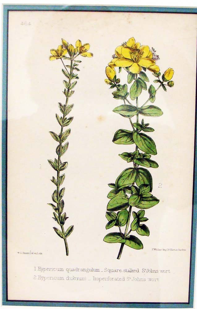 Wildflower of Great Britain Botanical 1871 St John's Wo: Square Stalked St John's Wort, Original Plate Printed and colored by W.G. Smith "Wildflowers of Great Britain" 1871. Image 8 X 5.5". Frame 16" by 13"