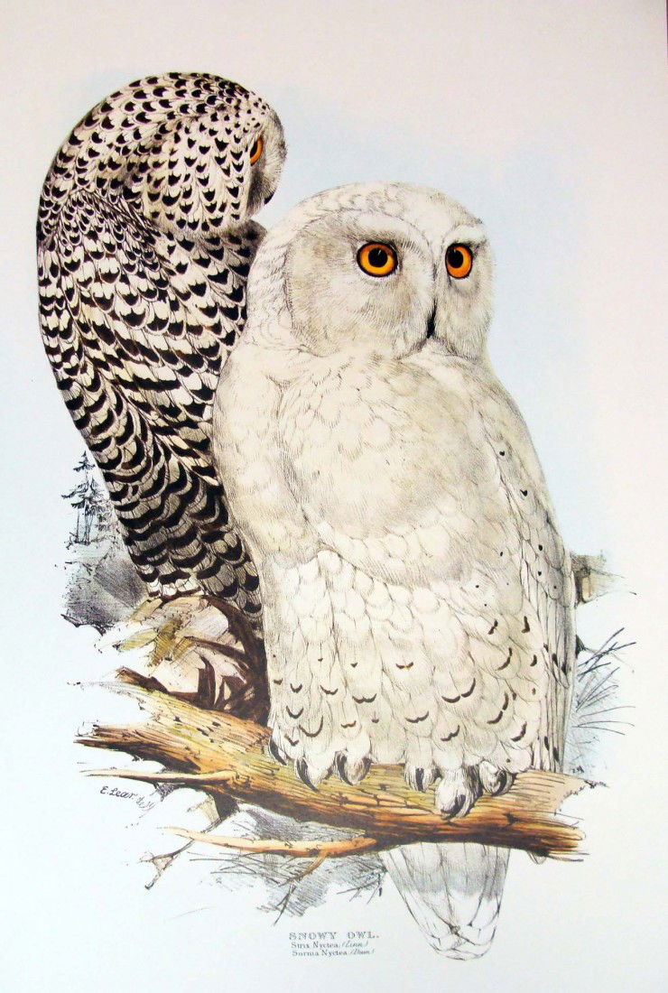 Edward Lear Color Lithograph of the Snowy Owl: Beautiful Color litho done after Edward Lear, famous for his Bird Lithographs done in 1832, the originals were hand-colored, this one is a color lithograph. Signed in the plate, with a caption on the