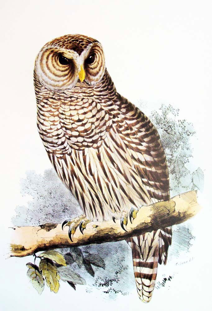 Edward Lear Color Lithograph of the Barred Owl: Beautiful Color litho done after Edward Lear, famous for his Bird Lithographs done in 1832, the originals were hand-colored, this one is a color lithograph. Signed in the plate, with a caption on the
