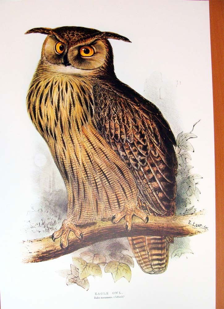 Edward Lear Color Lithograph of the Eagle Owl: Beautiful Color litho done after Edward Lear, famous for his Bird Lithographs done in 1832, the originals were hand-colored, this one is a color lithograph. Signed in the plate, with a caption on the