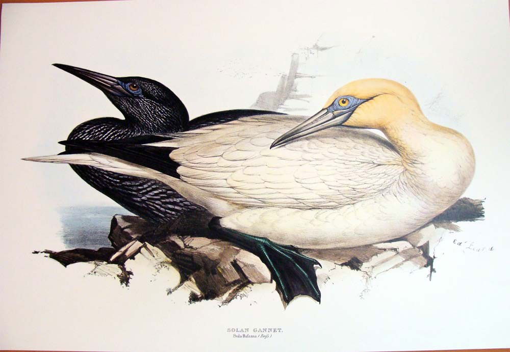 Edward Lear Color Lithograph of the Solan Gannet: Beautiful Color litho done after Edward Lear, famous for his Bird Lithographs done in 1832, the originals were hand-colored, this one is a color lithograph. Signed in the plate, with a caption on the