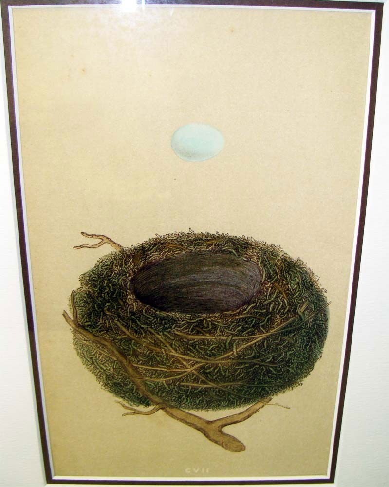 Antique Print Robin's Egg & Nest Rev Robert Morris 1861: Hand colored Stone Lithograph by Reverend Robert Morris 1861. Dimensions: 16" by 13" image: 8" by 5" BK1W37