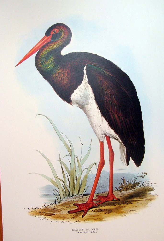 Edward Lear Color Lithograph of the Black Stork: Beautiful Color litho done after Edward Lear, famous for his Bird Lithographs done in 1832, the originals were hand-colored, this one is a color lithograph. Signed in the plate, with a caption on the