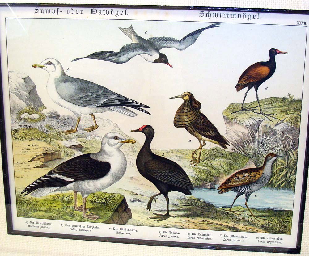 German Antique Print 1883 HAND Colored Sea Bird Study: Nicely framed and matted in Bamboo, dimensions 23X20" (Frame) 15"X12" Image. K5W27DF