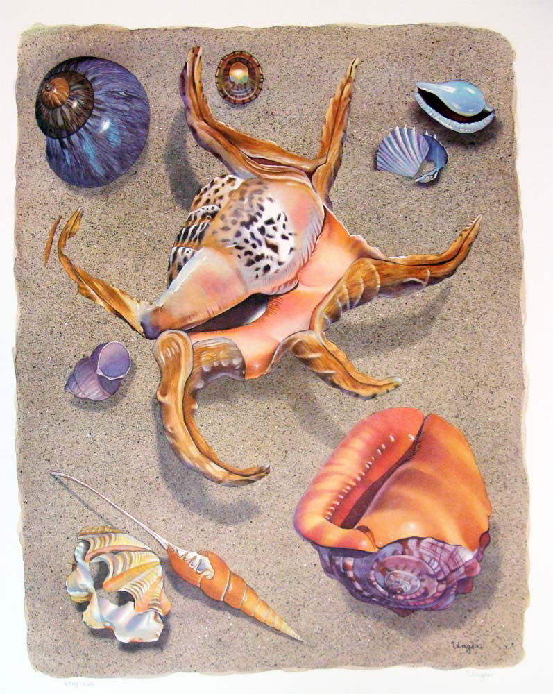 Spider Conch by Unger 1982 Color Lithograph 25" by 19": Colorful oversize print of seashells, Printed on heavy textured stock, it looks like an original painting, signed and numbered (374/1500) in pencil by the artist, 1980 by Art Image Inc