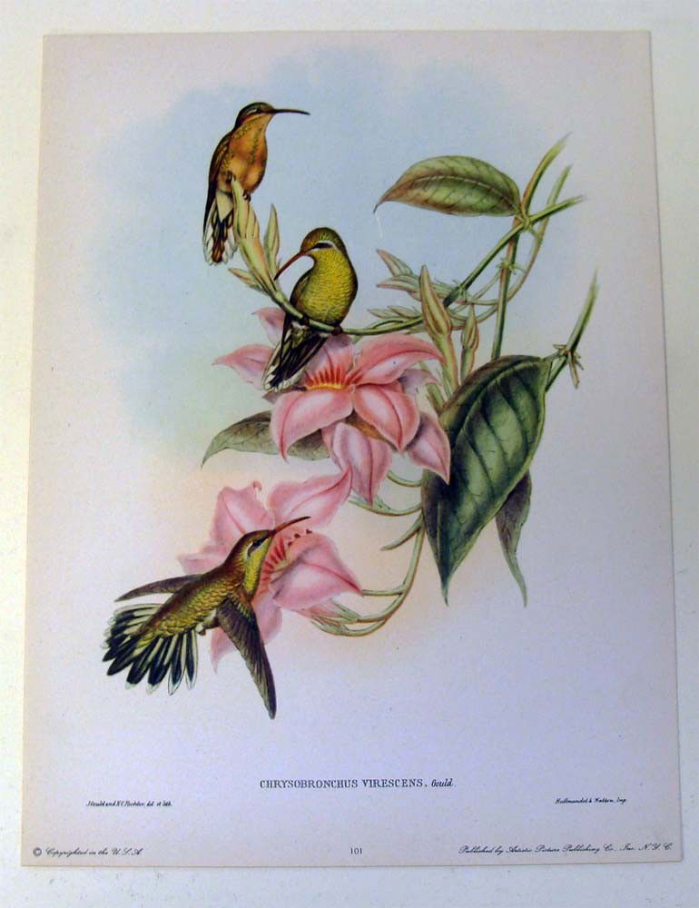 Antique Bird Study Hummingbirds by John Gould 1945: Color Lithograph restrike from 1945, Unframed, Dimensions 9" by 12"