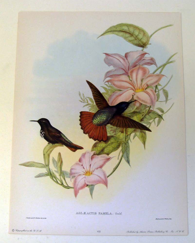 Antique Bird Study Hummingbirds by John Gould: Color Lithograph restrike from 1945, Unframed, Dimensions 9" by 12"