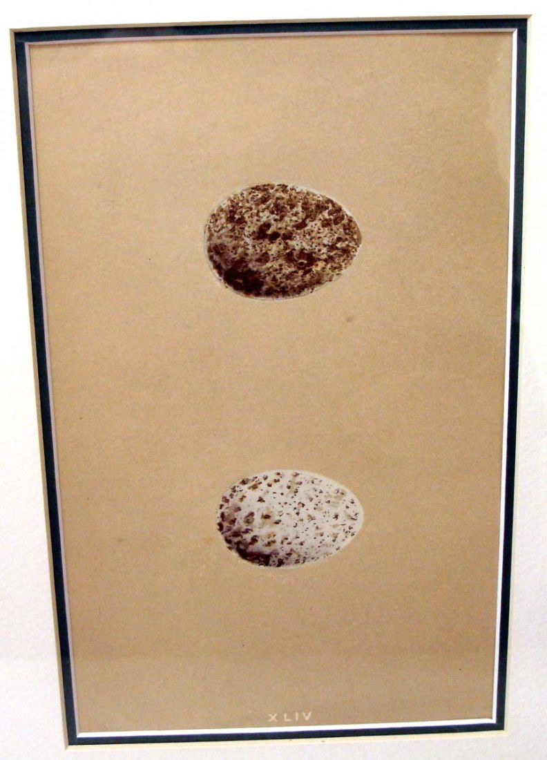 Antique Print 1861 Robins Egg & Nest Rev Robert Morris: Hand colored Stone Lithograph by Reverend Robert Morris 1861. Dimensions: 16" by 13" image: 8" by 5" BK1W36