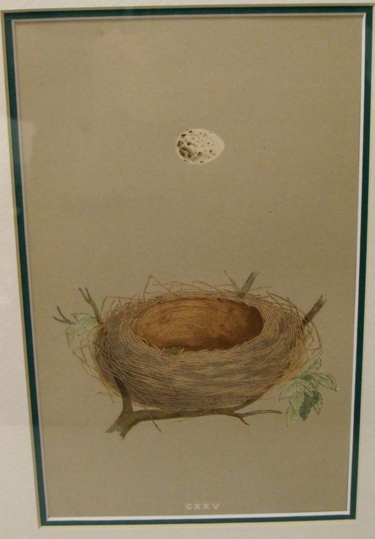 Antique Print 1861 Robins Egg & Nest Rev Robert Morris: Hand colored Stone Lithograph by Reverend Robert Morris 1861. Dimensions: 16" by 13" image: 8" by 5" BK1W37