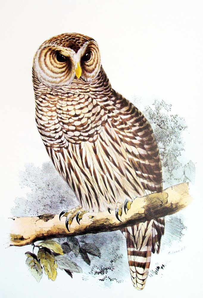 Edward Lear Color Lithograph of the Barred Owl: Beautiful Color litho done after Edward Lear, famous for his Bird Lithographs done in 1832, the originals were hand-colored, this one is a color lithograph. Signed in the plate, with a caption on the