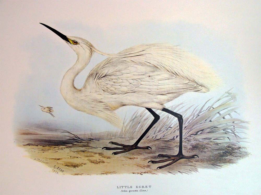 Edward Lear Color Lithograph of the Little Egret: Beautiful Color litho done after Edward Lear, famous for his Bird Lithographs done in 1832, the originals were hand-colored, this one is a color lithograph. Signed and dated in the plate, with a capti