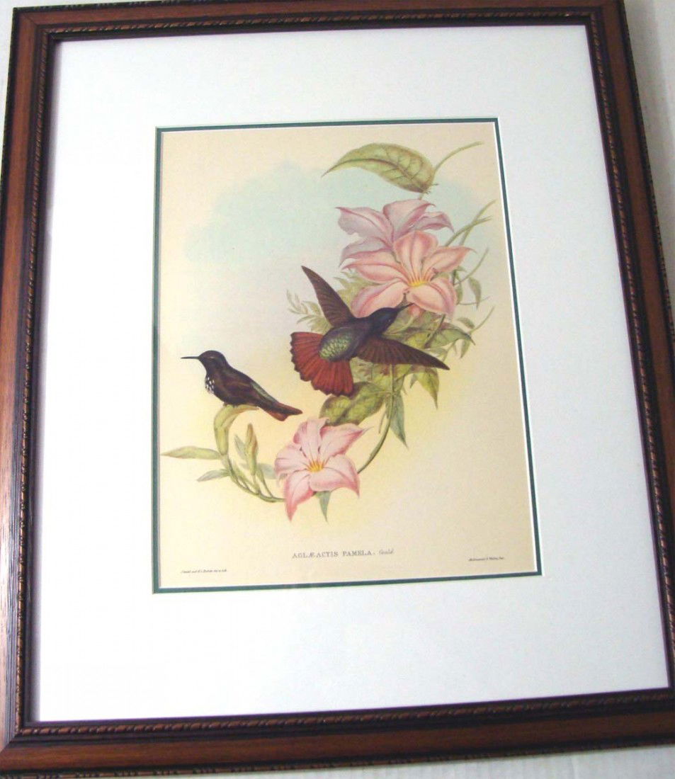 John Gould Hummingbird Study Framed Antique Print: Dimensions: Frame: 19.25" by 16.5" Image: 11.25" by 8.75"