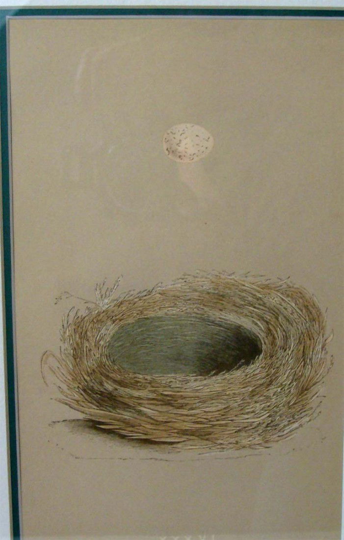 Antique Print 1861 Robins Egg & Nest Rev Robert Morris: Hand colored Stone Lithograph by Reverend Robert Morris 1861. Dimensions: 16" by 13" image: 8" by 5" BK1W34
