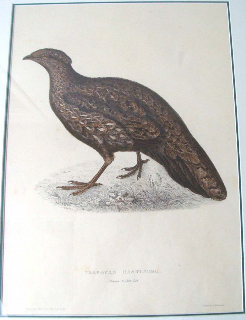 1875 Original John Gould Study Tracopan Pheasant: Hand-colored aquatint lithographs on wove paper by John Gould (English, 1804-1881), Framed: 26.5" by 21" Image: 18.25" by 13" KBK3W74