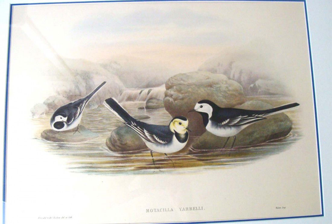 1875 Original John Gould Study Motacilla Yarrelli: Hand-colored aquatint lithographs on wove paper by John Gould (English, 1804-1881), Dimensions: Framed: 27.5" by 27.5 Image: 13" by 18" KBK3W76