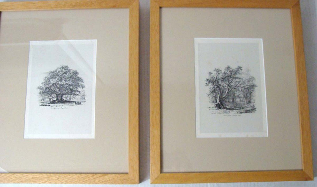 Lot of Two Engraved Antique Lithos Of English Trees: Framed, From Portraits of Forest Trees 1830 by Jacob George Strutt Dimensions: Frame: 14" by 12" Image: 7.5" by 5.25" KBK2W71