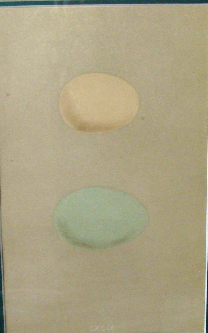 Antique Print 1861 Robins Egg & Nest Rev Robert Morris: Hand colored Stone Lithograph by Reverend Robert Morris 1861. Dimensions: 16" by 13" image: 8" by 5" BK1W38