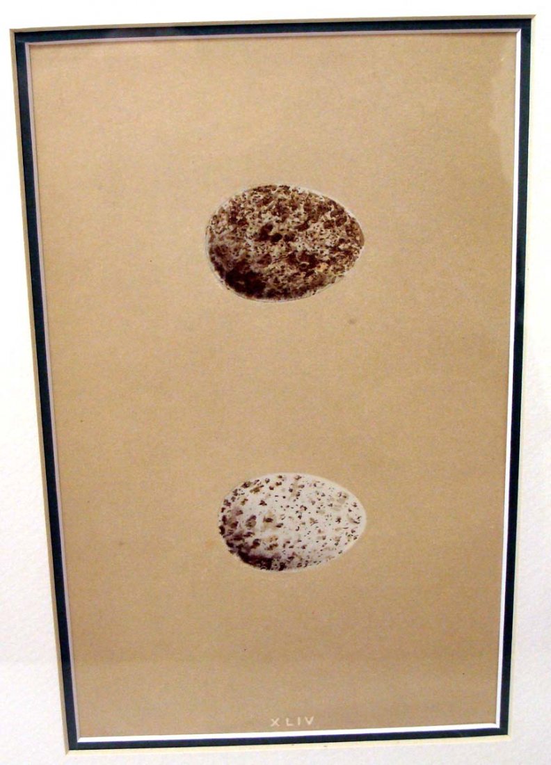 Antique Print 1861 Robins Egg & Nest Rev Robert Morris: Hand colored Stone Lithograph by Reverend Robert Morris 1861. Dimensions: 16" by 13" image: 8" by 5" BK1W36