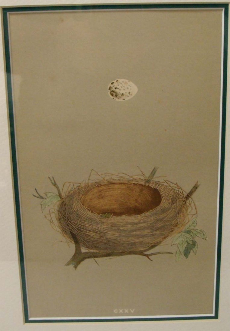 Antique Print 1861 Robins Egg & Nest Rev Robert Morris: Hand colored Stone Lithograph by Reverend Robert Morris 1861. Dimensions: 16" by 13" image: 8" by 5" BK1W37