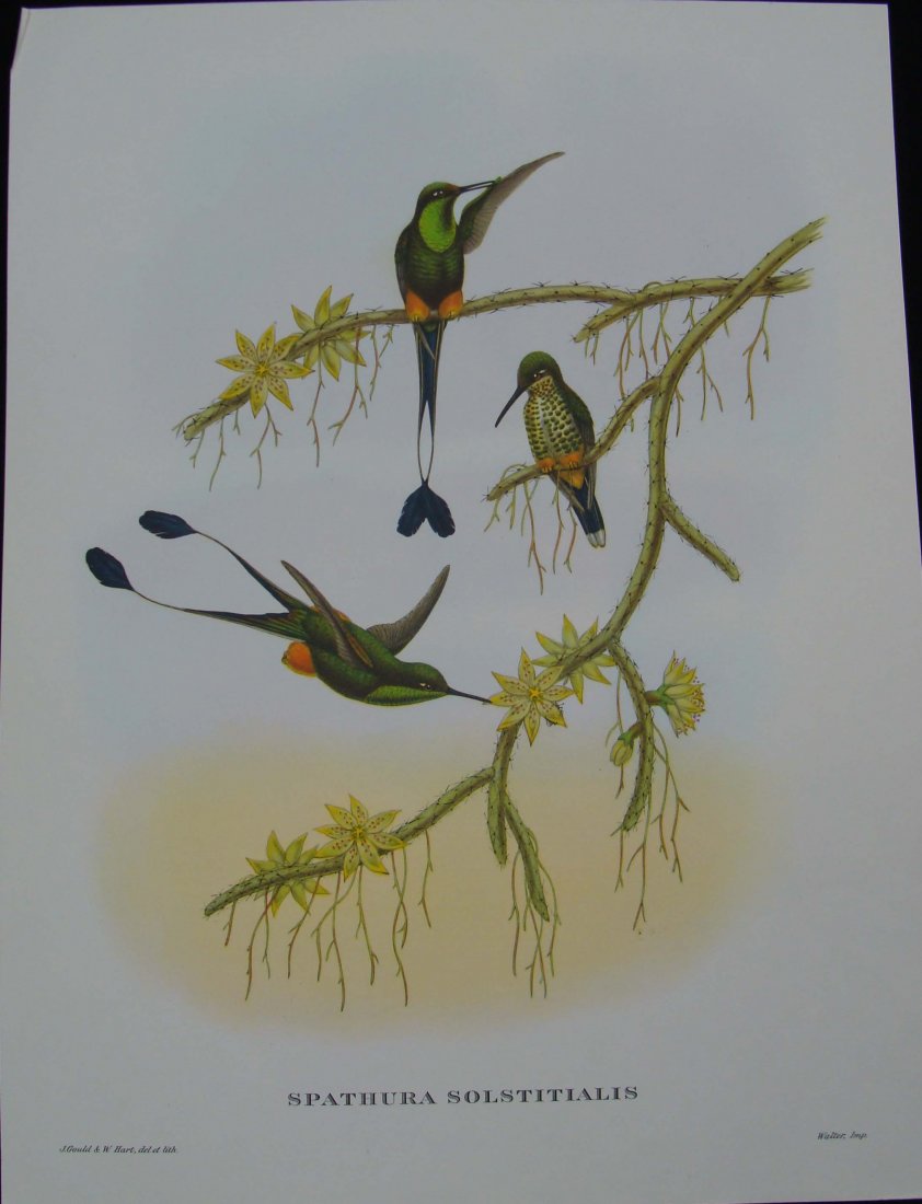 Spathura Solstitialis (Equador Racket-Tail) John Gould: 1970 Reprint Lithograph, Dimensions 12" by 16" P3044