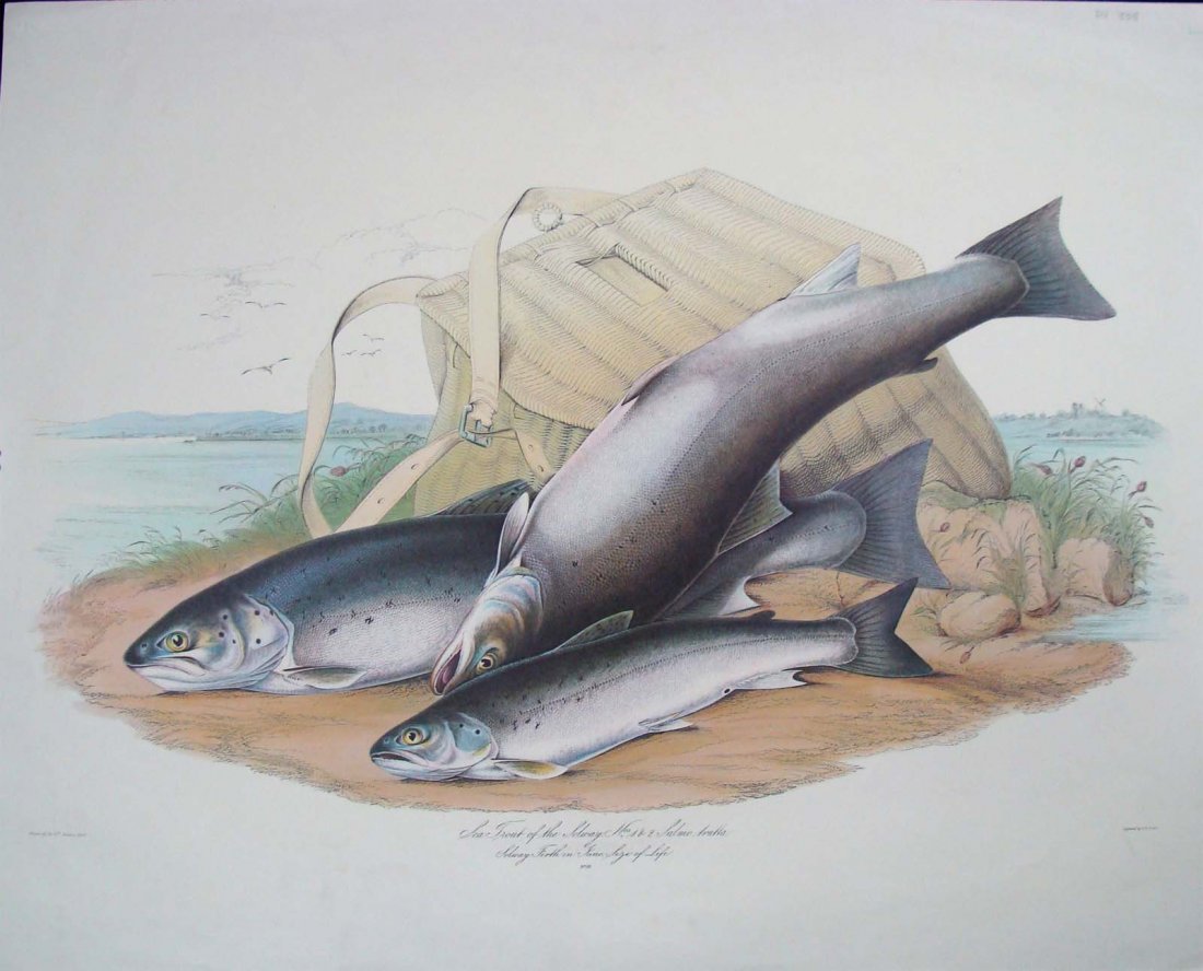 Sea Trout of the Solway Sir William Jardine, Bart: Life Size lithograph, 1960 reprint from A naturalist's calendar : kept by Sir William Jardine, Bart., LL.D., F.R.S., F.R.S.E.,&c, at Jardine Hall, Dumfrieshire, from 1st January to 31st May, 1829, P30