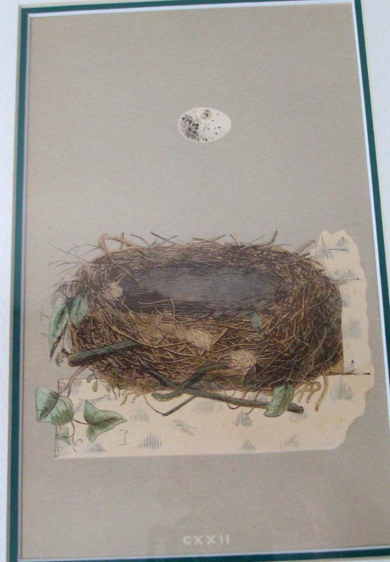 Antique Print 1861 Robins Egg & Nest Rev Robert Morris: Hand colored Stone Lithograph by Reverend Robert Morris 1861. Dimensions: 16" by 13" image: 8" by 5" BK1W33