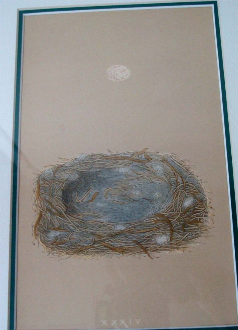 Antique Print 1861 Robins Egg & Nest Rev Robert Morris: Hand colored Stone Lithograph by Reverend Robert Morris 1861. Dimensions: 16" by 13" image: 8" by 5" BK1W32