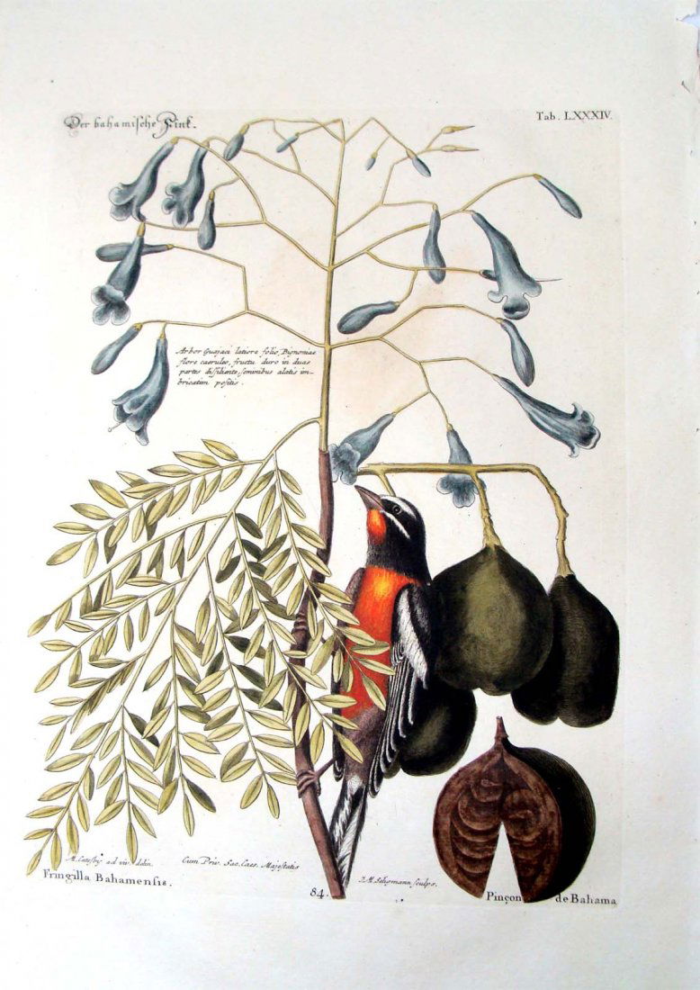 Mark Catesby JM Seligmann Bahama Finch Tab LXXXIV: Hand-coloured copper engraving, with watermark, on fine laid paper. Plate mark: 8.5" x 11.5 inches. Sheet size: 11" x 16 3/4 inches. A fine image from Catesby's 'The Natural History of Carolina, Flori