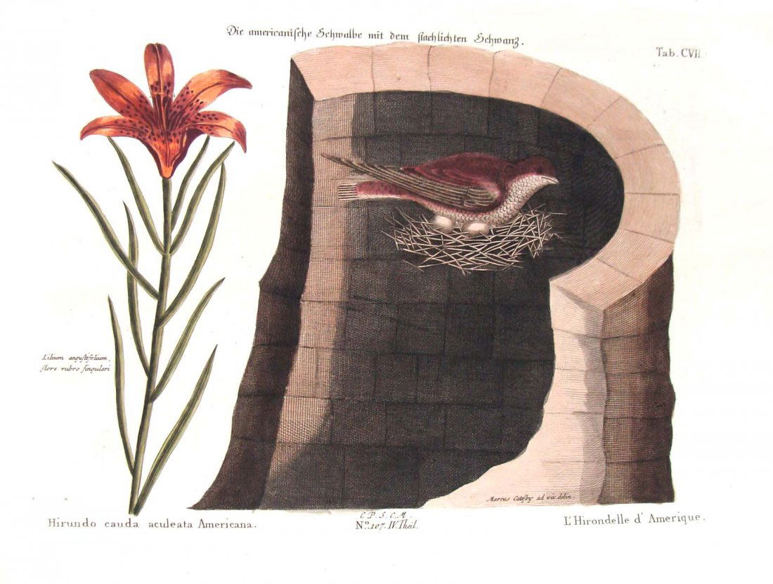Mark Catesby Engraving L' Hirondelle d' Amerique: Tab CVII, with watermark, Author: Catesby, Mark Description: Hand colored copperplate engraving on wove paper, plate image 9" x 12" on a 11" X 16 3/4" sheet.From the 1771-80 Third Edition of Mark Cate
