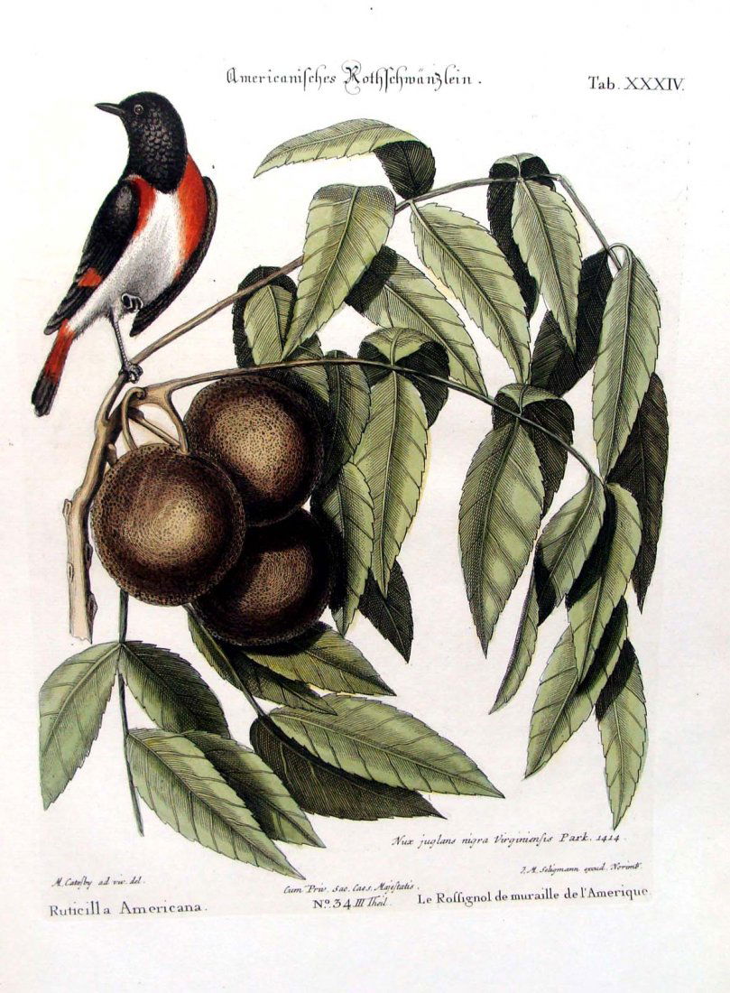 Catesby Seligmann Le Rossignol de Muraille d l'Amerique: Tab XXXIV, with watermark, Author: Mark Catesby, and J.M. Seligmann Description: Hand colored copperplate engraving on wove paper, plate image 9" x 12" on a 11" X 17" sheet. A very fine. wide-margined