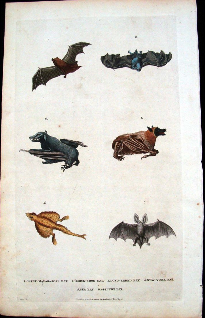Hand Color Copper Plate Etchings Study Of Bats 1787: Dimensions 14.5" by 9" Plate XII BK1W52
