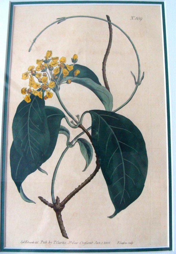 Antique Copper Plate Etching Wildflower 1807 Wm Curtis: Hand Colored, Framed, Dimensions Frame: 15.5" by 13" Image: 8.25" by 5.25" KBK10W4