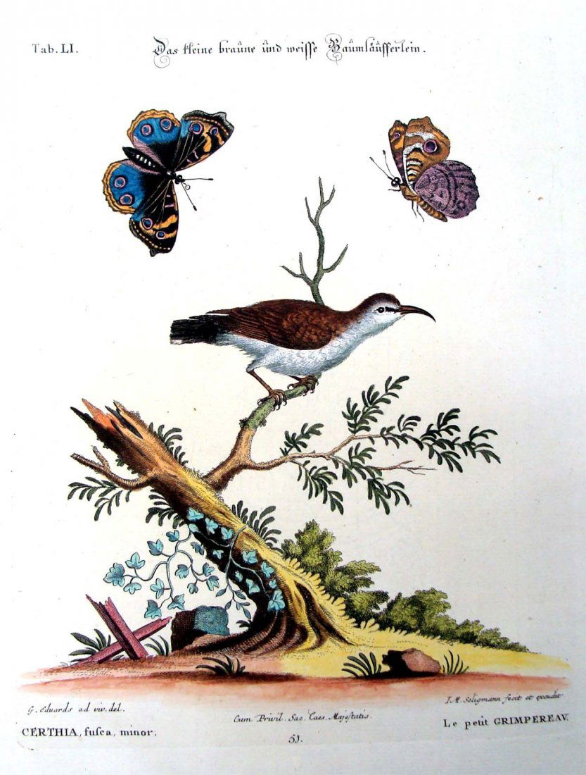 Edwards Le Petit Grimpereav Hand Colored Engraving 1770: George Edwards (1694-1773) (artist) Johann Sebastian Leitner (1715-1795) (engraver) Johann Michael Seligmann (1720-1762) (editor) Tab XXXIV, with watermark, Author: Mark Catesby, and J.M. Seligmann De